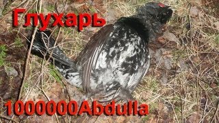 Глухарь
