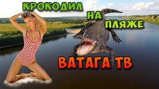 Ватага ТВ \ Крокодил на пляже в Павлово