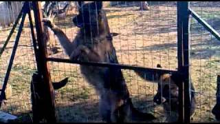 ΓΕΡΜΑΝΙΚΟΣ ΠΟΙΜΕΝΙΚΟΣ ΦΥΛΑΞΗ ΑΓΡΙΕΜΑ