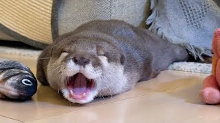１年ぶりの床暖房でとろけ、その場から全く動かなくなるカワウソ After a year of floor heating, otter stopped moving.