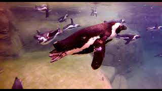 World Ocean Day 2022 - Cincinnati Zoo