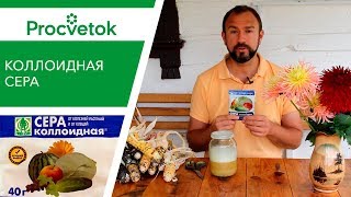СТОП, БОЛЕЗНИ И ВРЕДИТЕЛИ! Коллоидная сера средство №1 в саду