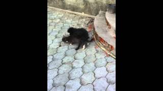 пес трахает кота оба самцы)))))))) смотреть всем!