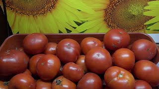 Новинки томатов 2022 года. Томат Кулема на ЛЕНИВОЙ грядке удивил и порадовал большим урожаем.