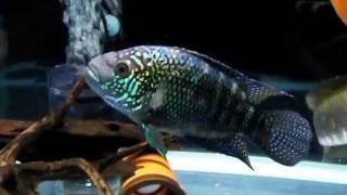 Cichlid 900tank 90センチ水槽