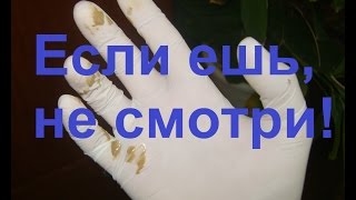 Как чистить параанальные железы у собак. How to express squeeze dog's anal glands