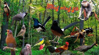 LUYỆN CHIM HÓT GIỌNG RỪNG-  ÂM THANH NÚI RỪNG