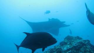 TIBURON MARTILLO Y MANTA GIGANTE EN SOCORRO REVILLAGIGEDO MEXICO
