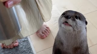 カワウソさくら 水筒と会話するカワウソ otter talking to a water bottle
