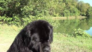 Newfoundland Frey