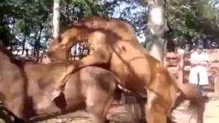 Horses Mating part II