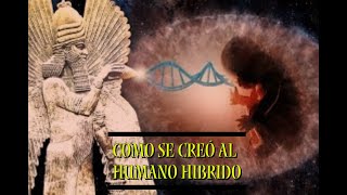 COMO FUE LA CREACION DEL HUMANO?