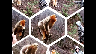✈??  与大龙潭金丝猴近距离接触  Explore Longtan Valley, home of Golden Monkeys