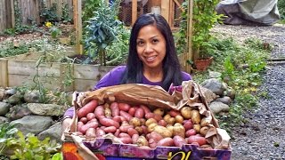 Potato Harvest in the Fall