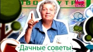 Дачные советы. "Советы тети Тани" - Лук и чеснок
