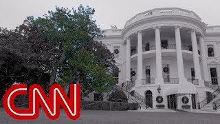 Iconic White House tree to be cut down