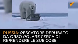 Russia: pescatore derubato da orso polare cerca di riprendere le sue cose