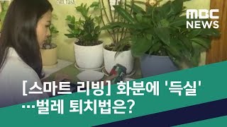 [스마트 리빙] 화분에 '득실'…벌레 퇴치법은? (2019.04.23/뉴스투데이/MBC)