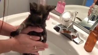 Everyone abandoned this weird-looking kitten. Then she found her soulmate.