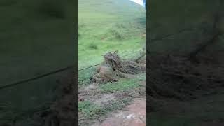 Chuvas faz estrago em sona rural de Antonio Dias - Minas Gerais