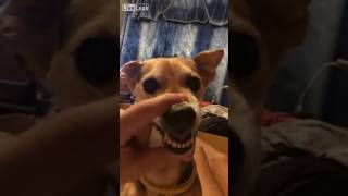 Komik ses çıkartan kızgın köpek