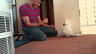 Onni cockatoo, "I got your nose" game