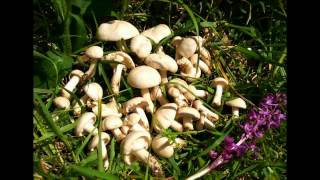 PERRETXIKOS SENDERUELAS ABRIL 2017 CALOCYBE GAMBOSA MARASMIUS OREADES