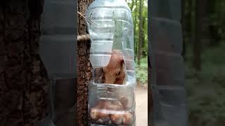 Голодные белки / Hungry squirrels