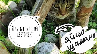 Властвую над хаосом. Обзор будущего красивого цветника и бедовой кошки Заполошки