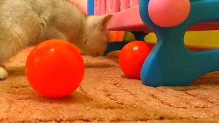 Funny kitten Masya with colored balls