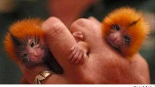 Finger Monkeys