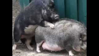 arme Sau macht Liebe mit 2 Ebern / poor pig make love with two boars