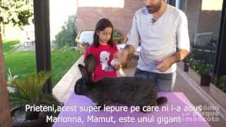 IEPURI - Iepuri giganti