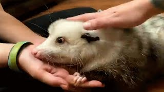 This woman raised a special needs possum like her own baby