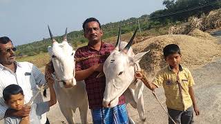 Glorious Milk Teeth Amruthmahal ox pair of Farmer Manu Bramha at AkkiRampura,Hollavanahalli Hobli