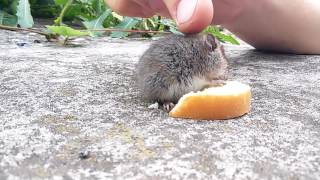 20160704 124848 ручная полевая мышь