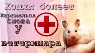 Хомяк болеет. Карамелька снова у ветеринара.