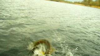Jurassic Pike Attack