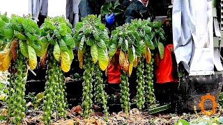 Как выращивают брюссельскую капусту