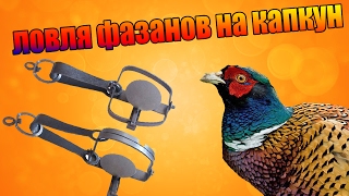 КОЛЯНОВА ЛОВЛЯ ФАЗАНОВ НА КАПКУНЫ