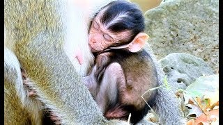 Mom's milk is yummy,Mia get till full after return from taste DeeDee's milk,