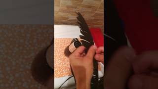 Paso a paso en la limpieza de las plumas