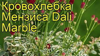 Кровохлебка мензиса Дали Марбл. Краткий обзор, описание sanguisorba menziesii Dali Marble