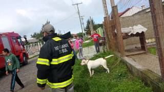 Pitbull resgate rua 12 Cidreira RS