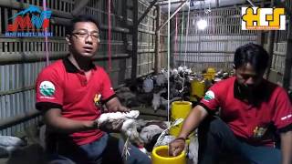 Cara Agar Ternak Ayam Jowo Super Tidak Berbau Kotoran