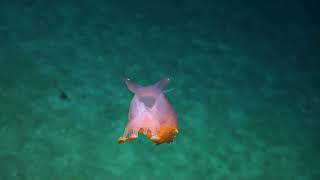 Friendly Sea Pig - 2014 | Nautilus Live (Remastered!)