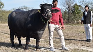 हरियाणा मुर्रा कि खान?super Quality Murrah buffalo,,26 kg milk capacity at a farmer home