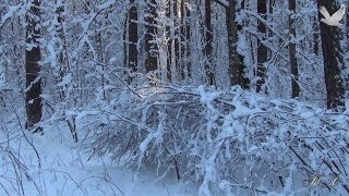 ✽ СНЕЖНЫЙ,.. НЕЖНЫЙ... ЭТОТ ВАЛЬС - ДЛЯ ВАС!!!