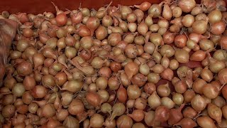 Осенняя посадка лука. Подробно.