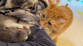 爆睡しているカワウソの元に猫がやってきたが優しすぎた A cat came to a sleeping otter, but it was too kind.